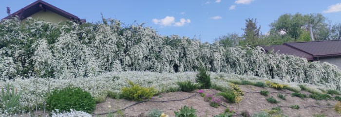 Величезний водоспад зі спіреї сорту Наречена 